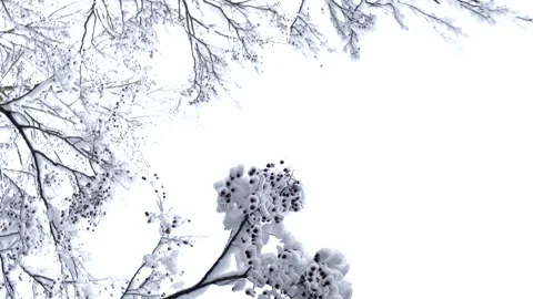 Trees branches covered with snow after snowstorm Stock Footage 230230025