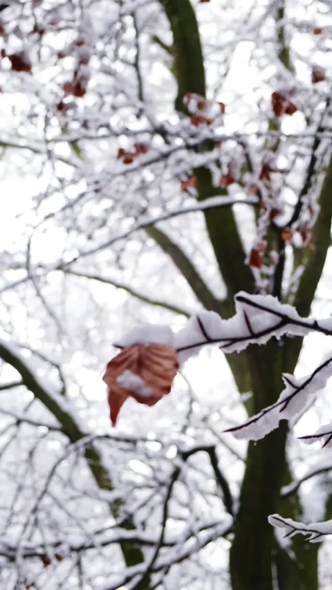 Trees branches covered with snow after snowstorm Video stock 234171513