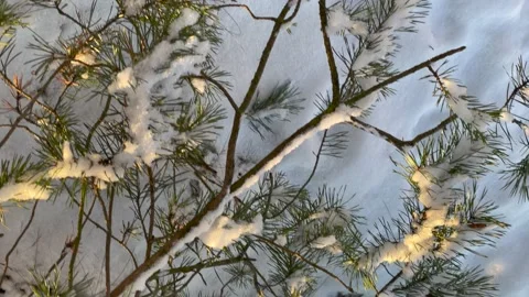 Trees branches covered in snow. Broken winter tree in snow Stock Footage 149596798