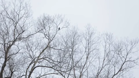 Tree's branches 動画素材 104976229