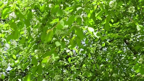 Tree's branches with fresh green leaves in breeze. Stock Footage 134671977