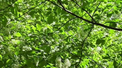 Tree's branches with fresh green leaves in breeze. Stock Footage 134671994