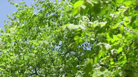 Tree's branches with fresh green leaves in breeze. Lookup view in summer forest. Stock Footage 134672021