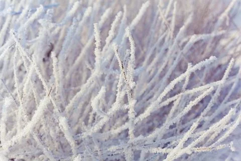 Trees' branches in frost Foto stock