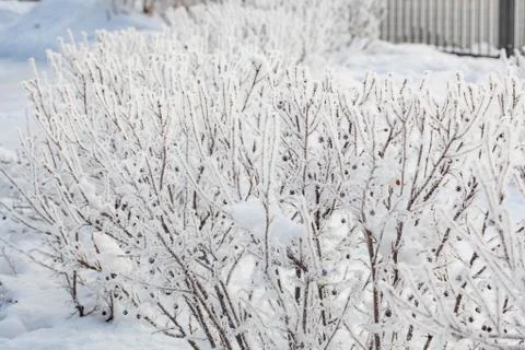 Trees' branches in frost Stock Photos