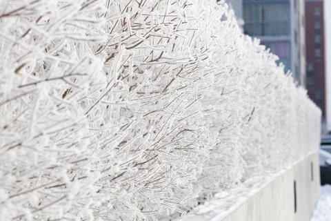 Trees' branches in frost.. Stock Photos