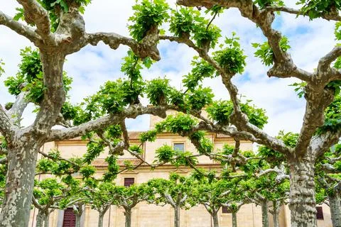 Trees with branches joined in the sky shading in the town square, Stock Photos