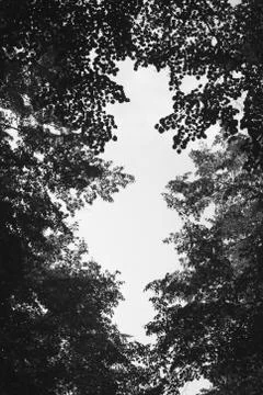 Trees with branches - leaves are making shape, form and contour of hole Stock Photos