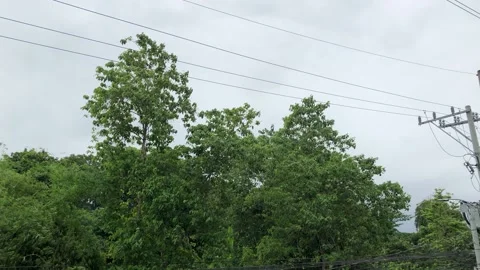 Trees, branches, leaves moving with light wind on gloomy day Stock Footage 157429526