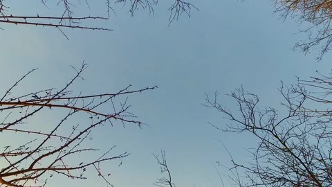 Trees branches passing by looking up the sky Video stock 87296055