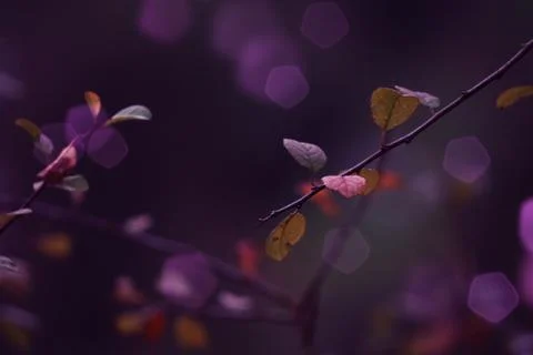 The trees branches Foto stock