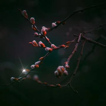 The trees branches Stock Photos