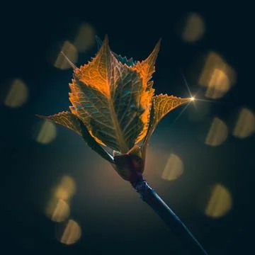 The trees branches Stock Photos