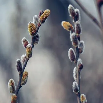 The trees branches Stock Photos