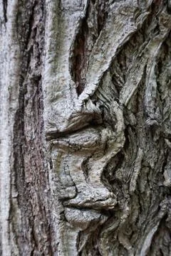The trees branches Stock Photos