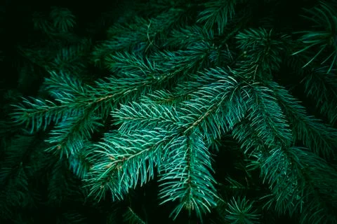 The trees branches Stock Photos