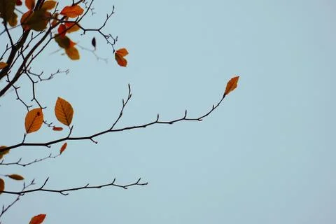 The trees branches Stock Photos