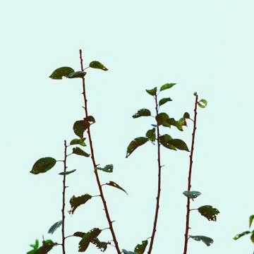 The trees branches Stock Photos