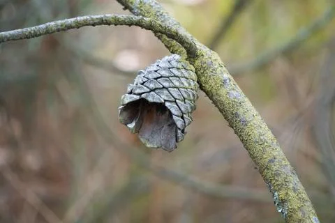 The trees branches Stock Photos