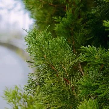 The trees branches Stock Photos