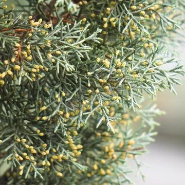 The trees branches Stock Photos