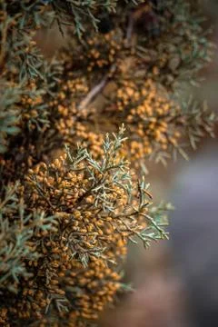 The trees branches Stock Photos