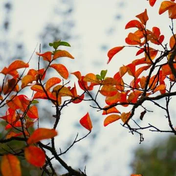 The trees branches Stock Photos