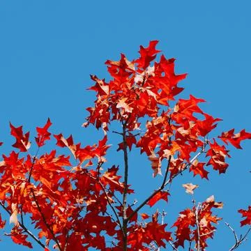 The trees branches Stock Photos