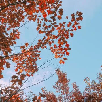The trees branches Stock Photos