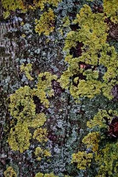 The trees branches Stock Photos