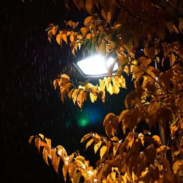 The trees branches Stock Photos