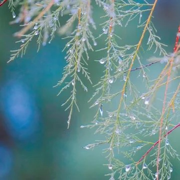 The trees branches Stock Photos