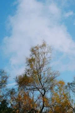 The trees branches Stock Photos