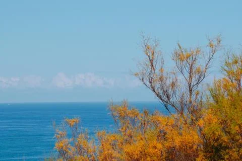 The trees branches Stock Photos