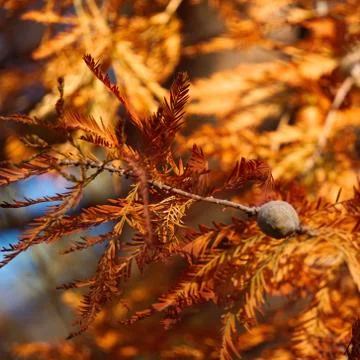 The trees branches Stock Photos