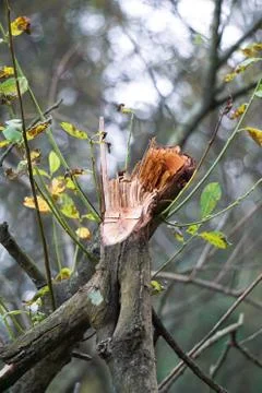 The trees branches Stock Photos