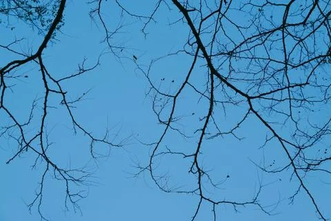 The trees branches Stock Photos