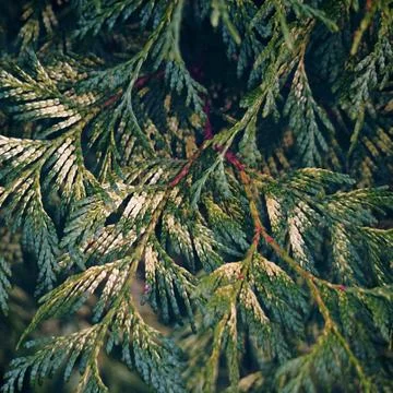 The trees branches Stock Photos