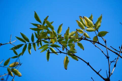 The trees branches Foto stock