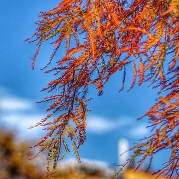 The trees branches Stock Photos