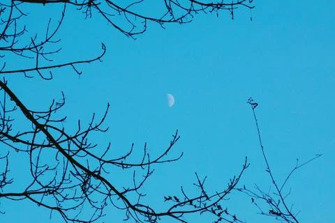 The trees branches Stock Photos