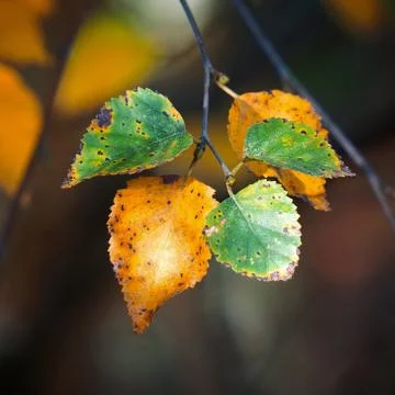 The trees branches Foto stock