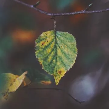 The trees branches Stock Photos