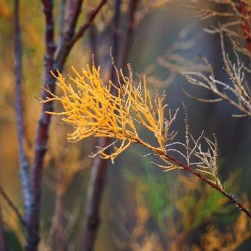 The trees branches Foto stock