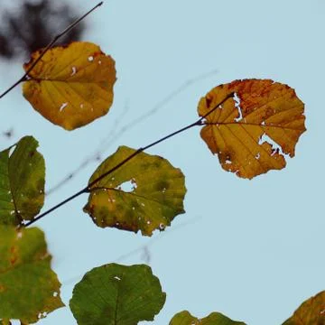 The trees branches Stock Photos