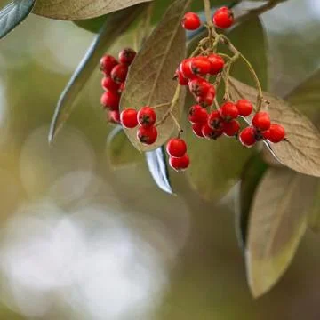 The trees branches Stock Photos