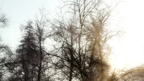 Trees with branches reaching towards the sun during morning light Stock Footage 340024666