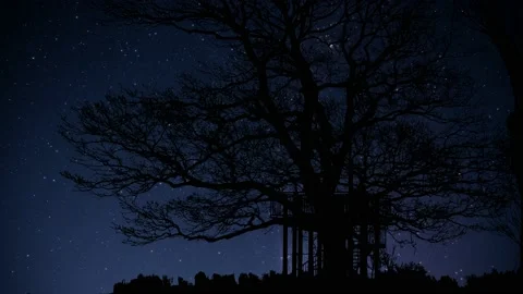Trees Branches Silhouettes Tree Silhouettes, Stock Footage 234189150