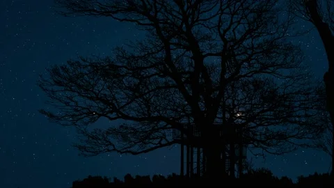 Trees Branches Silhouettes Tree Silhouettes, Video stock 234480127