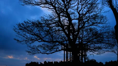 Trees Branches Silhouettes Tree Silhouettes, 스톡 동영상 238088262